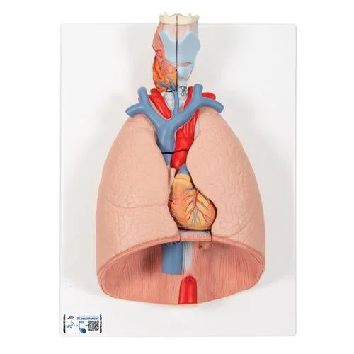 Human Lung Model with Larynx, 7 part – 3B Smart Anatomy – 1000270