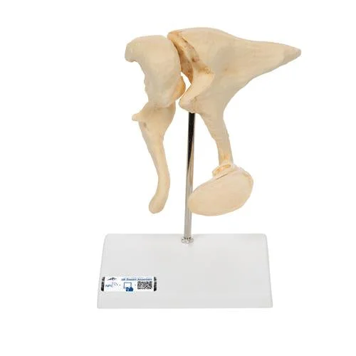 Human Ossicle Model (BONElike), 20-times Magnified – 3B Smart Anatomy – 1009697