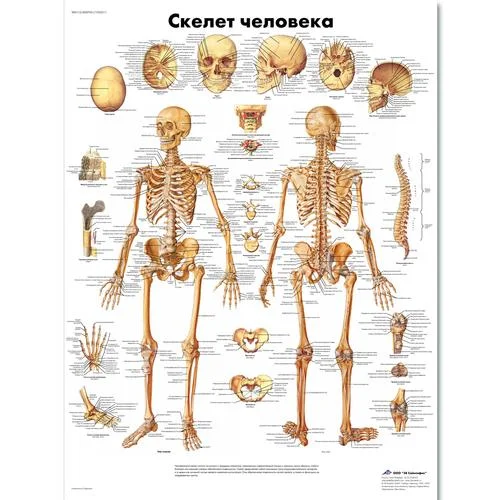Human Skeleton Chart – 1002211