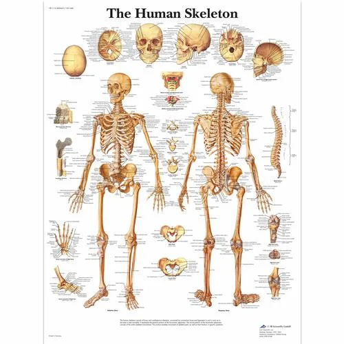 Human Skeleton Chart – 4006651