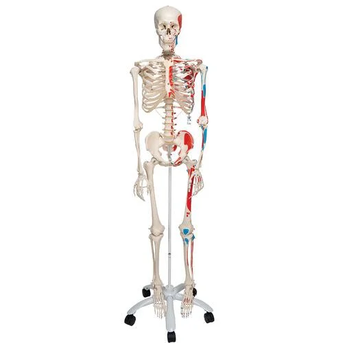 Human Skeleton Model Max with Painted Muscle Origins & Inserts – 3B Smart Anatomy – 1020173
