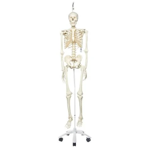 Human Skeleton Model Stan on Hanging Stand – 3B Smart Anatomy – 1020172