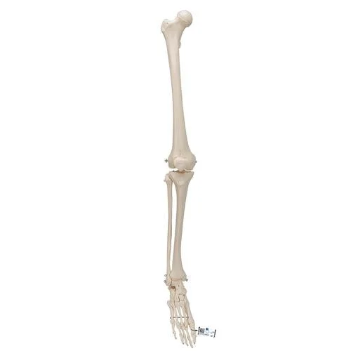 Human Skeleton of Leg with Foot, Wire Mounted – 3B Smart Anatomy – 1019359