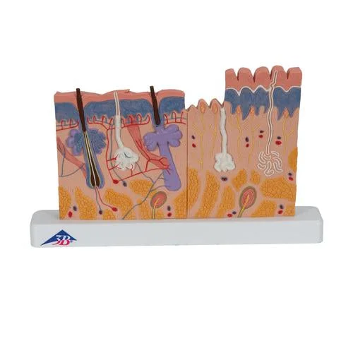 Human Skin Section Model, 40 times Full-Size – 3B Smart Anatomy – 1000290