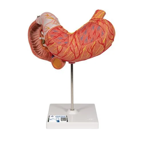 Human Stomach Model, 3 part – 3B Smart Anatomy – 1000303