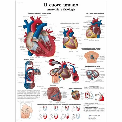 Il cuore umano, Anatomia e fisiologia – 4006926