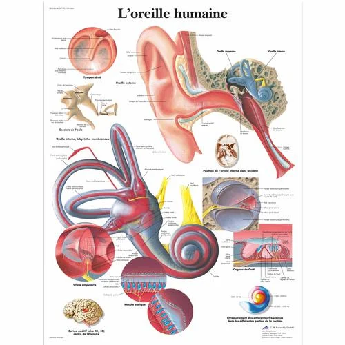L’oreille humaine – 1001664