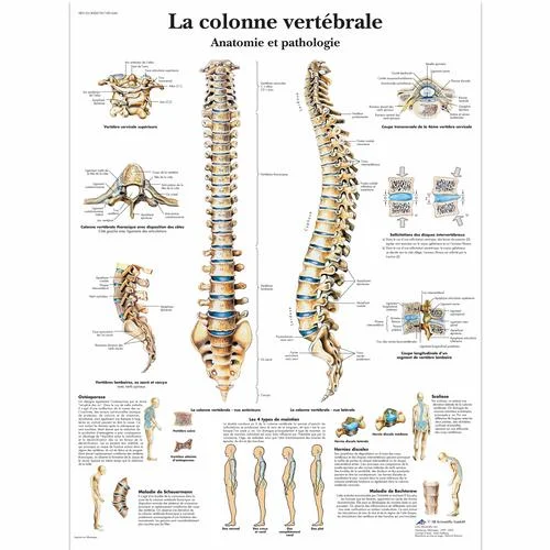 La colonne vertébrale, Anatomie et pathologie – 4006739