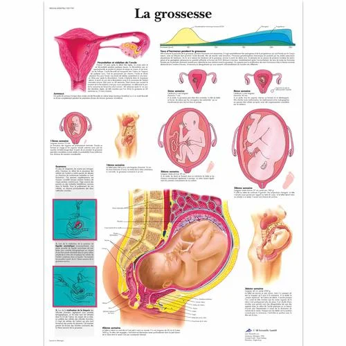 La grossesse – 1001739