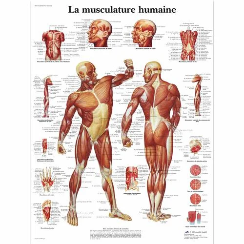 La musculature humaine – 1001632