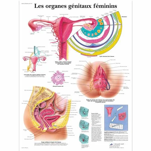 Les organes génitaux féminins – 4006784