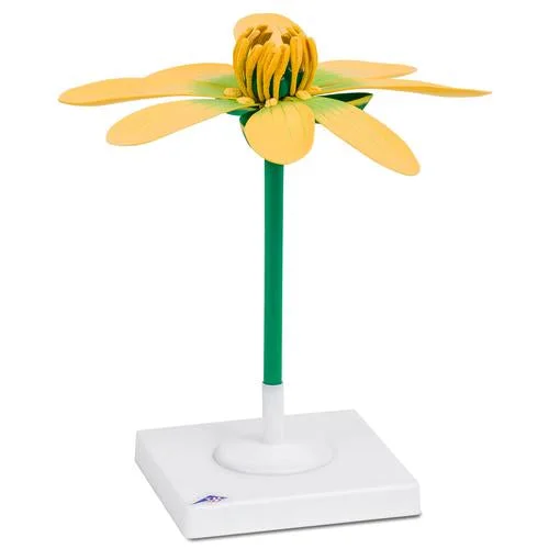 Lesser Celandine Flower (Ficaria verna), Model – 1017828