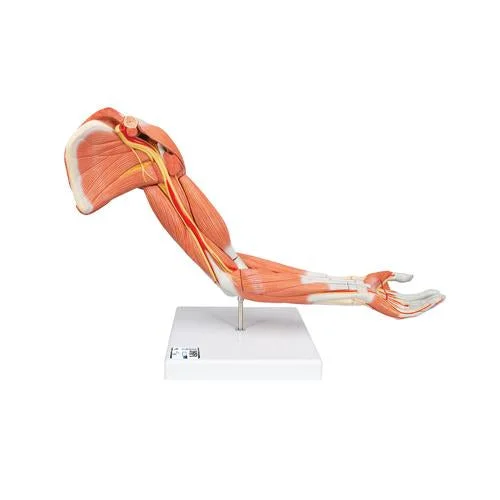 Life-Size Deluxe Muscle Arm Model, 6 part – 3B Smart Anatomy – 1000347
