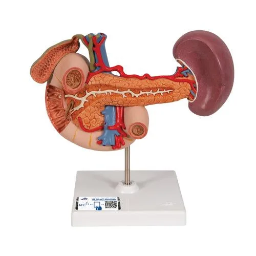 Life-Size Model of Rear Organs of Upper Abdomen – 3B Smart Anatomy – 1000309