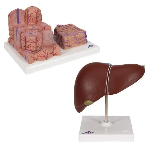 Liver Set – 8000908