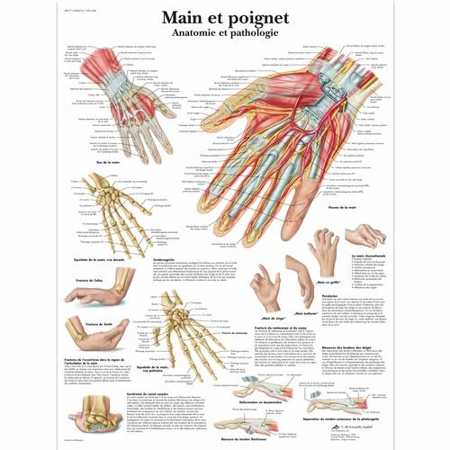 Main et poignet – Anatomie et pathologie – 4006741