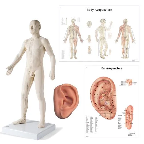 Male Acupuncture, L ear model, body and ear chart – 3011939
