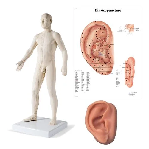 Male Acupuncture model, right ear, and ear chart – 3011929
