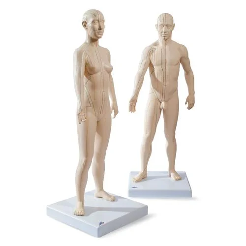 Male and Female acupuncture models – 3011922