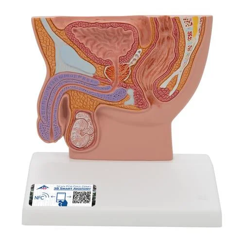 Male Pelvis Model in Median Section, 1/2 Life-Size – 3B Smart Anatomy – 1000283