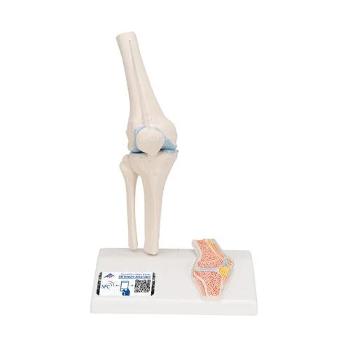 Mini Human Knee Joint Model with Cross Section – 3B Smart Anatomy – 1000170