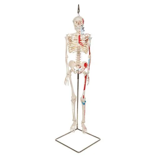 Mini Human Skeleton Shorty with Painted Muscles on Hanging Stand, Half Natural Size – 3B Smart Anatomy – 1000045