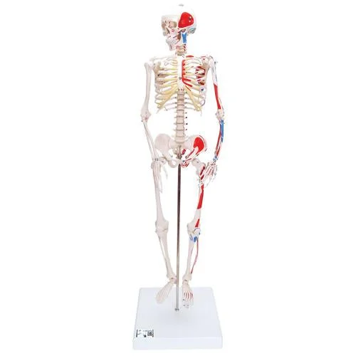 Mini Human Skeleton Shorty with Painted Muscles, Pelvic Mounted, Half Natural Size – 3B Smart Anatomy – 1000044