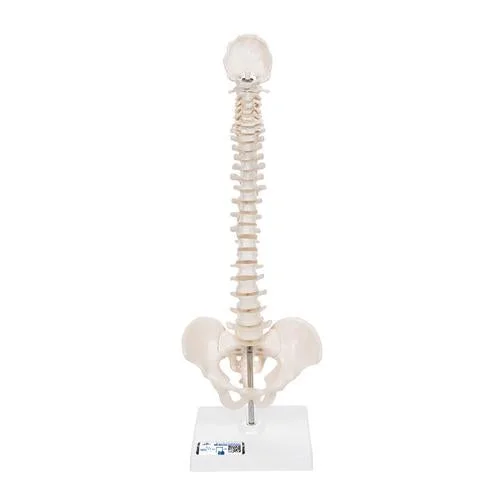 Mini Human Spinal Column Model, Flexible Mounted, on Removable Base – 3B Smart Anatomy – 1000043
