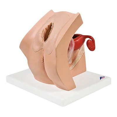Model for gyn. patient education – 12-4823