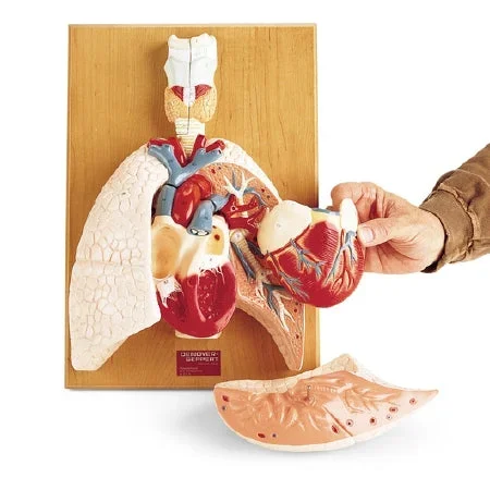 Nasco Denoyer Geppert Cardiopulmonary System Model Life-Size 8 lbs. Plastic – SB17752