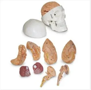 Nasco Human Skull w/ Brain Model – SB51054
