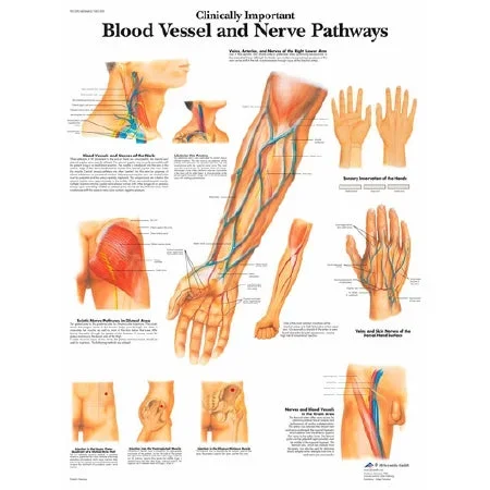 Nasco Laminated 3B Scientific Blood Vessels and Nerve Pathways – SB41520