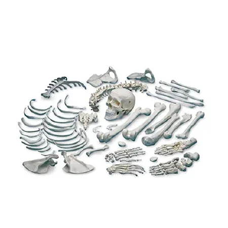 Nasco Nasco Disarticulated Human Skeleton – SB13487