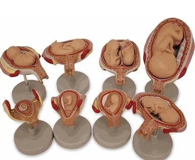 Nasco Nasco Fetus Development Set – SB47759