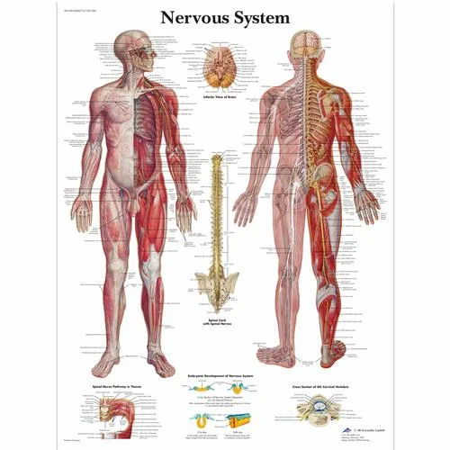 Nervous System Chart – 1001586