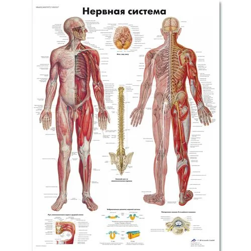 Nervous System Chart – 1002327