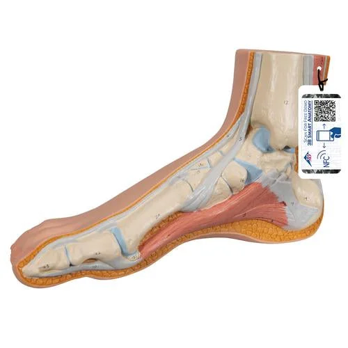 Normal Foot Model – 3B Smart Anatomy – 1000354