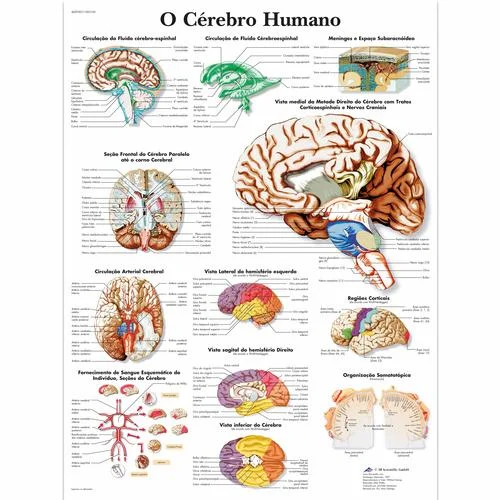 O cerebro humano, 50×67 cm, Versao Papel – 4007007