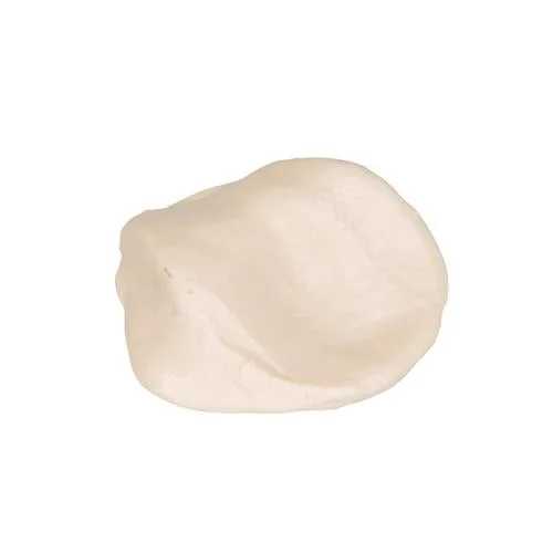 Patella – 1019362