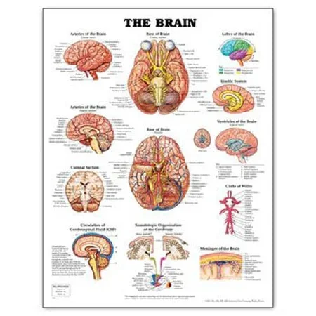 Patterson Medical Supply Anatomical Chart Hand and Wrist 20 X 26 Inch Plastic Laminated – 928197