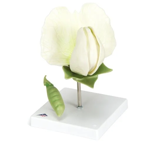 Pea Blossom (Pisum sativum), Model – 1000535