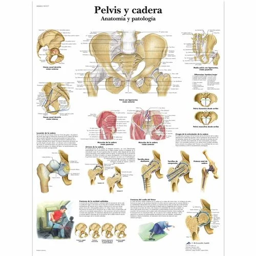Pelvis y cadera – Anatomía y patología – 4006823