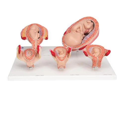 Pregnancy Models Series, 5 Embryo & Fetus Models on a Base – 3B Smart Anatomy – 1018633