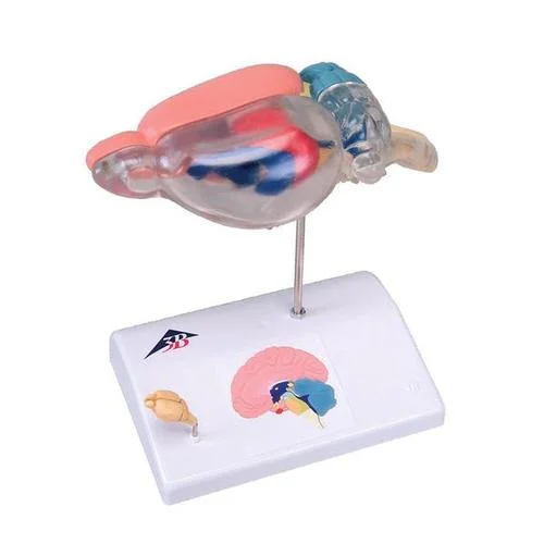 Rat Brain Comparative Anatomy – 1000230