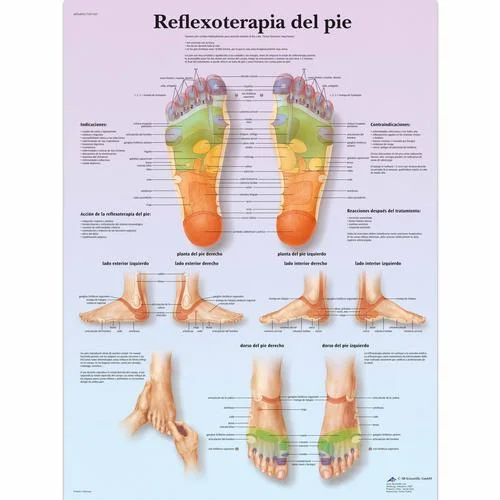 Reflexoterapia plantar – 4006893