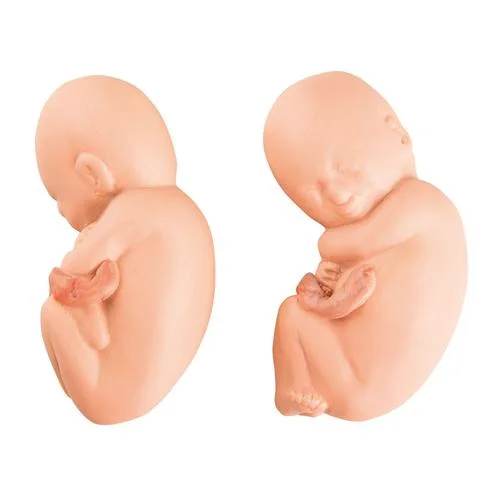 Replacement fetuses for twin fetus model in the fifth month – 1020702