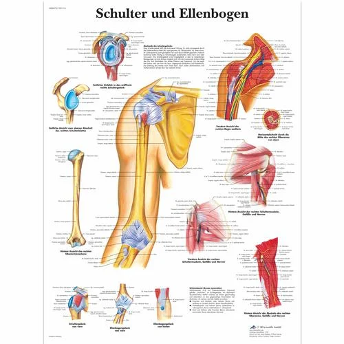 Schulter und Ellenbogen – 1001316