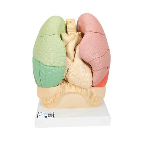 Segmented Lung Model – 3B Smart Anatomy – 1008494