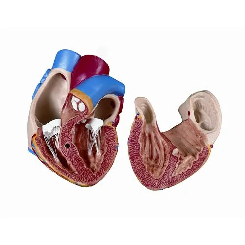 Spare heart, 2 parts – 1020668
