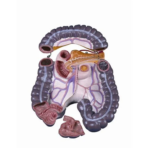 Spare large intestine package, 3 parts – 1020673